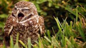 Co vidět živé sovy ve snu nebo ve skutečnosti